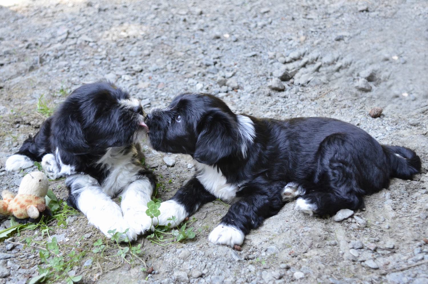 Tierische Liebe