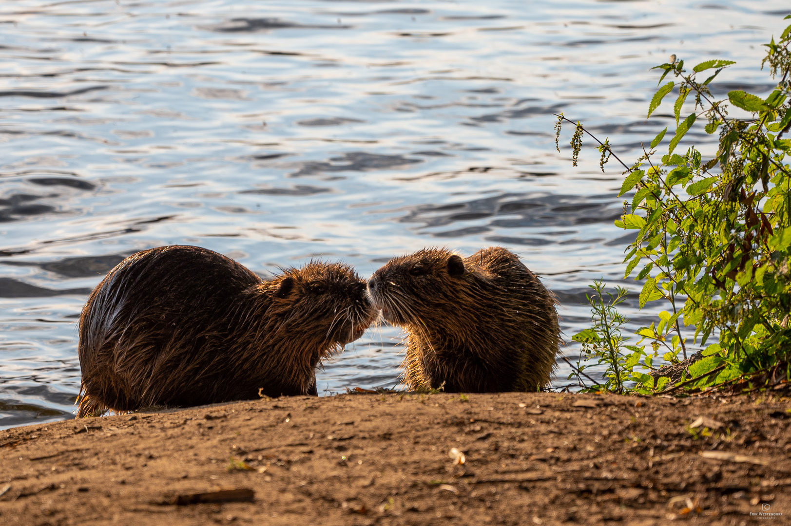 Tierische Liebschaft