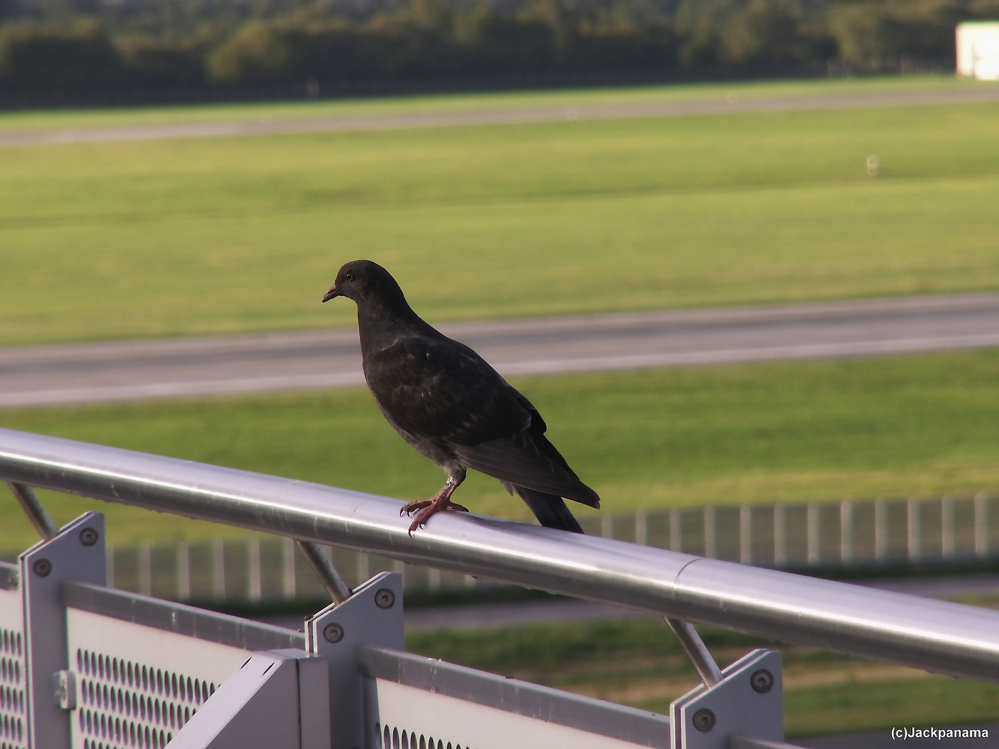 "Tierische Luftaufsicht" am Flughafen in Düsseldorf