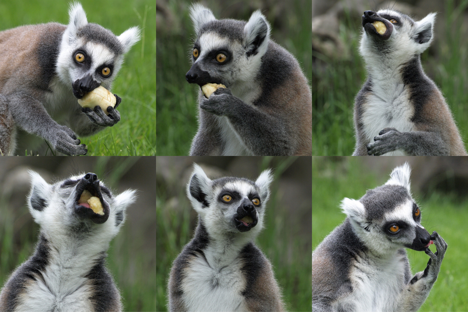 Tierische Mahlzeiten