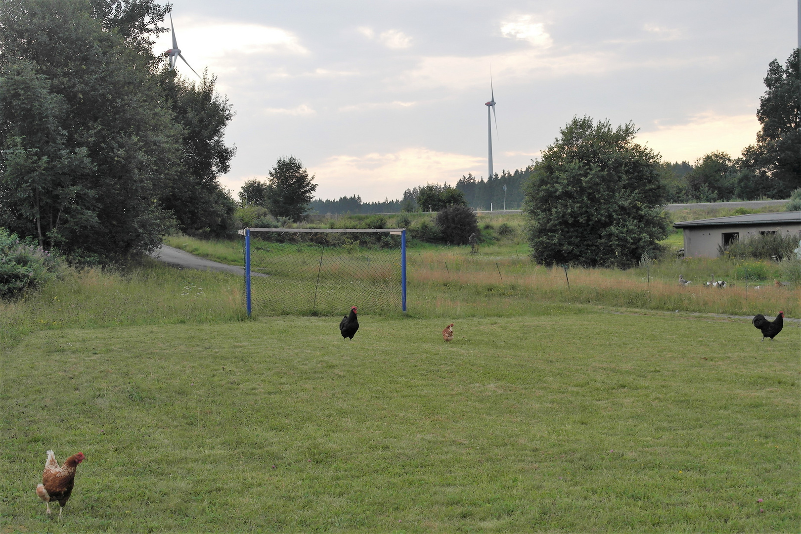 "tierische"  Mannschaft     :-)     Raumdeckung