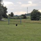 "tierische"  Mannschaft     :-)     Raumdeckung