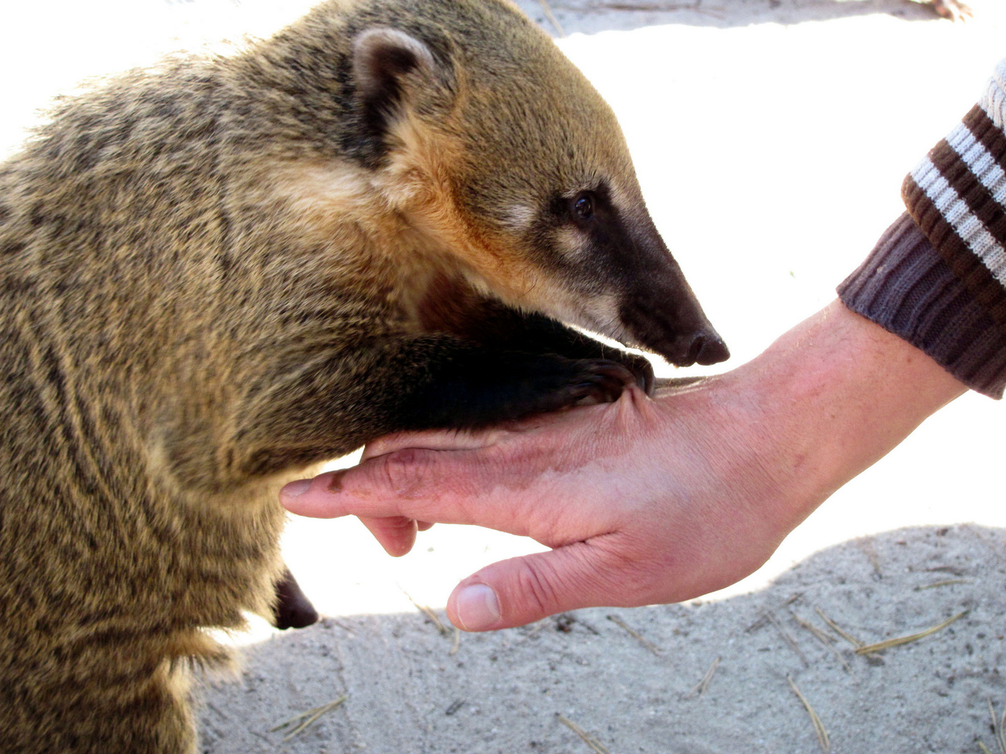 Tierische Massage