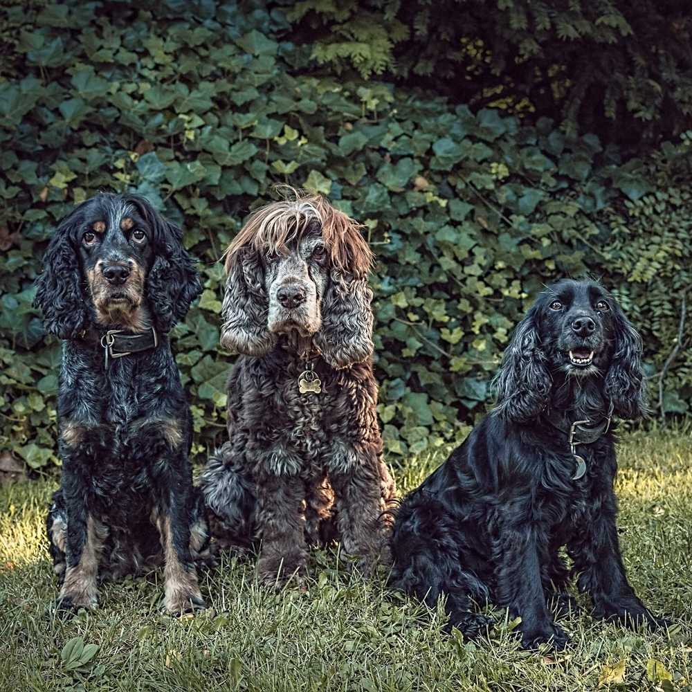 Tierische Models...100% Zicken und Zecken-frei!