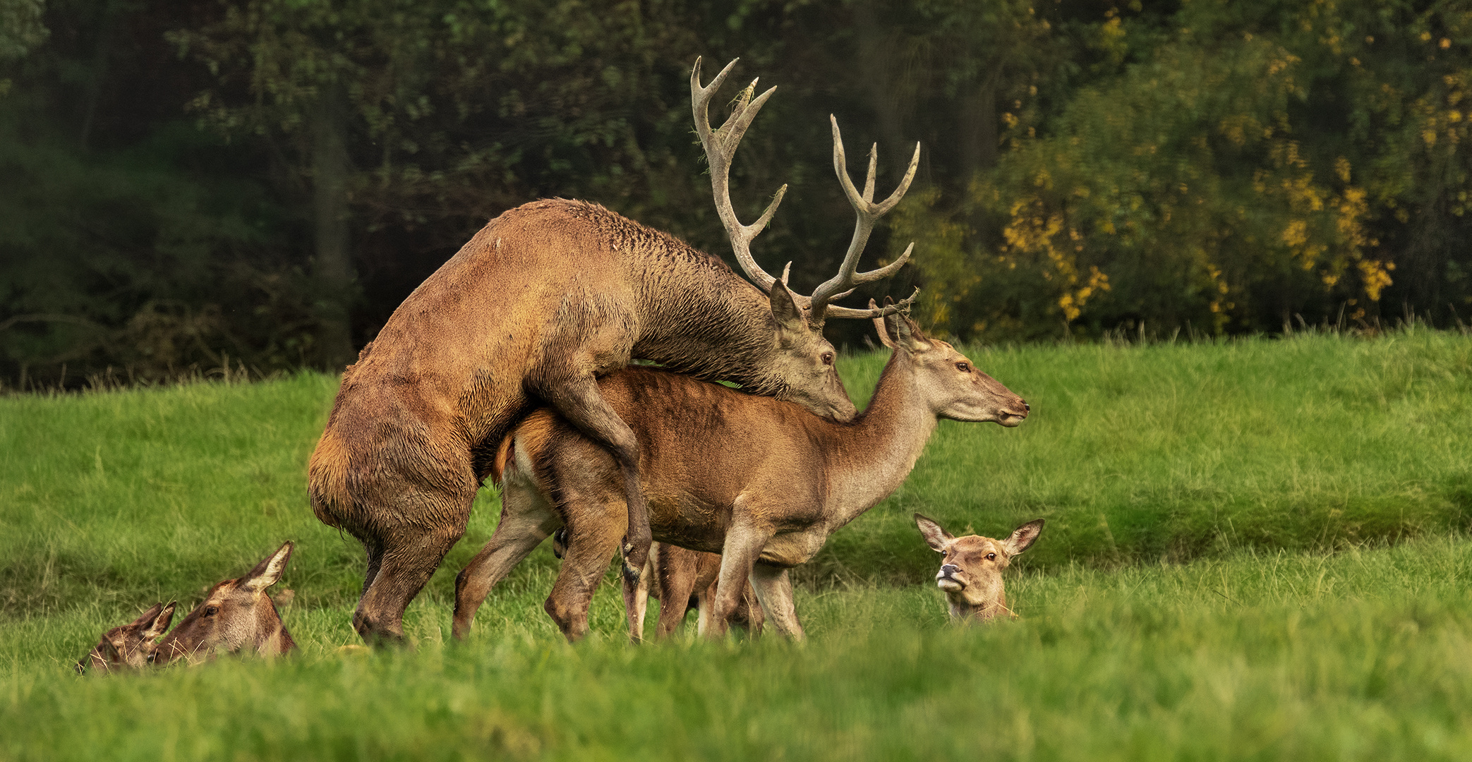 Tierische Momente