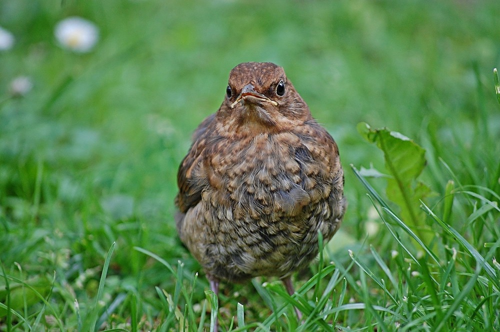 Tierische Momente IV: Vor meinem Fenster