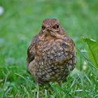 Tierische Momente IV: Vor meinem Fenster