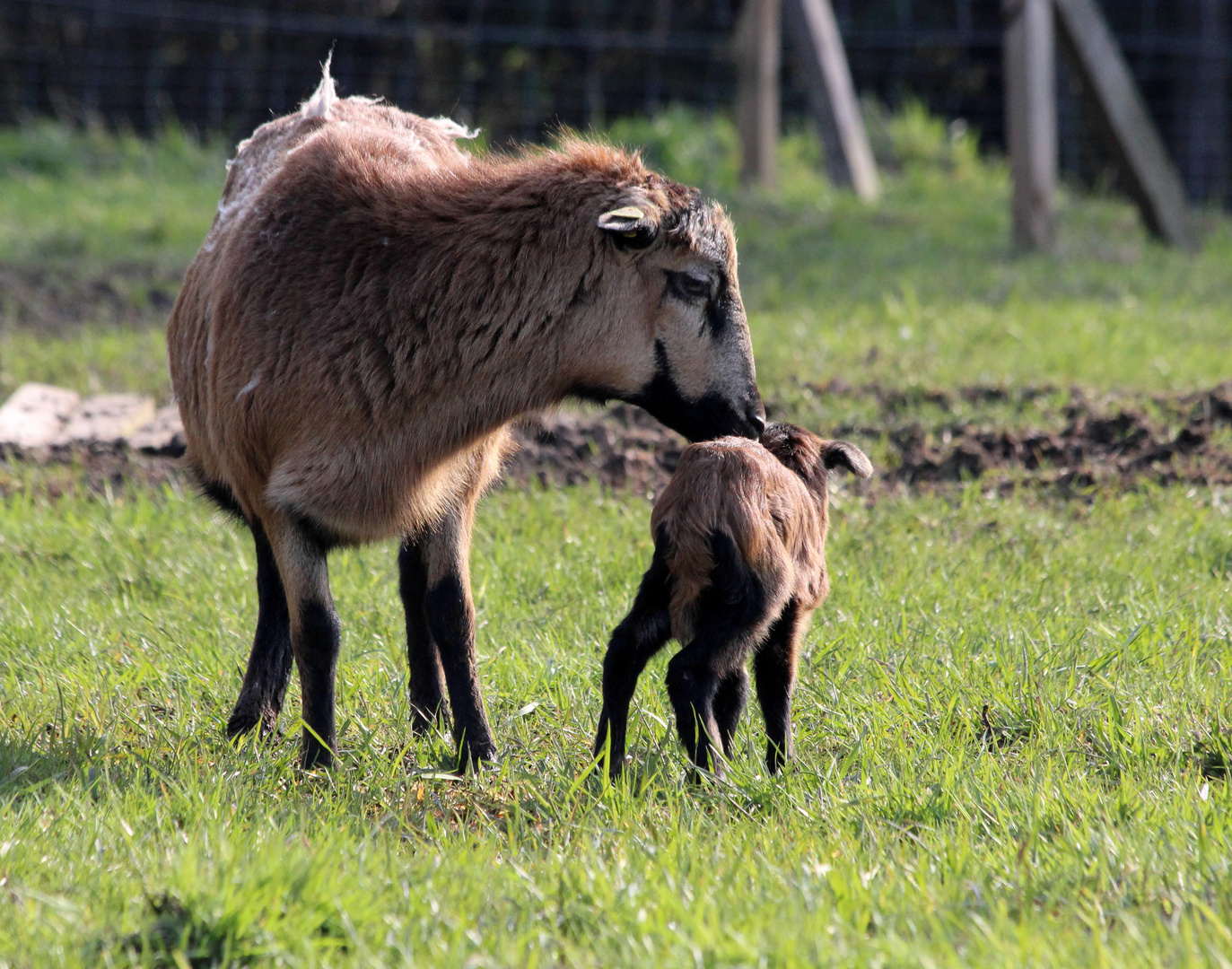 Tierische Mutterliebe