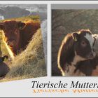 Tierische Mutterliebe