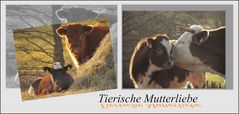 Tierische Mutterliebe