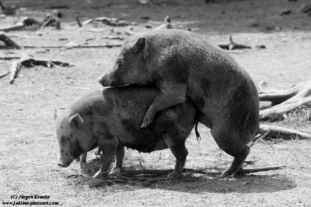 Tierische Nächstenliebe