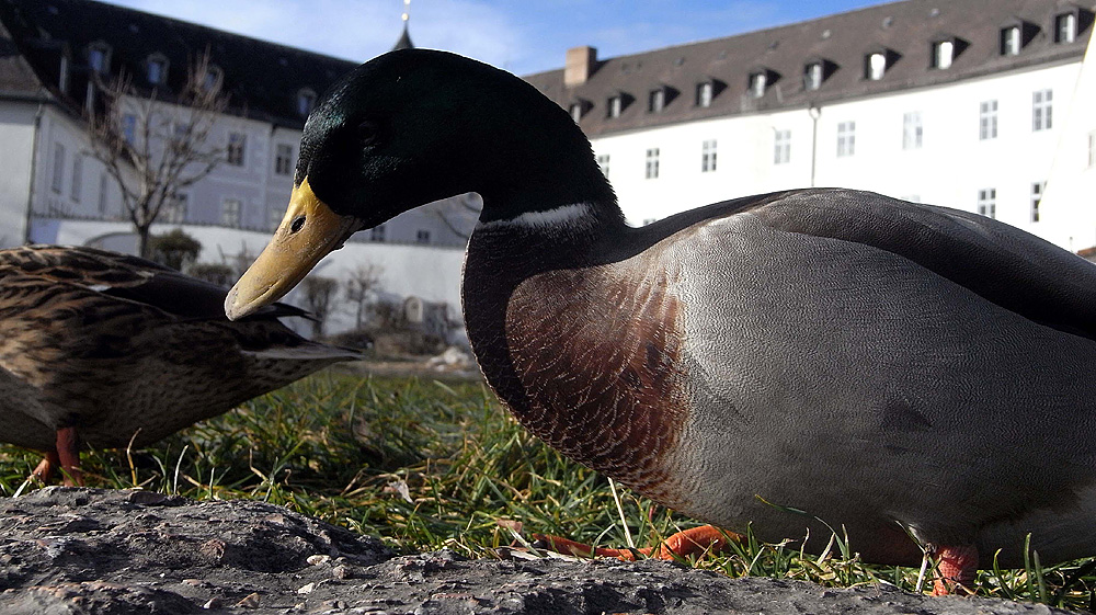 tierische Neugier