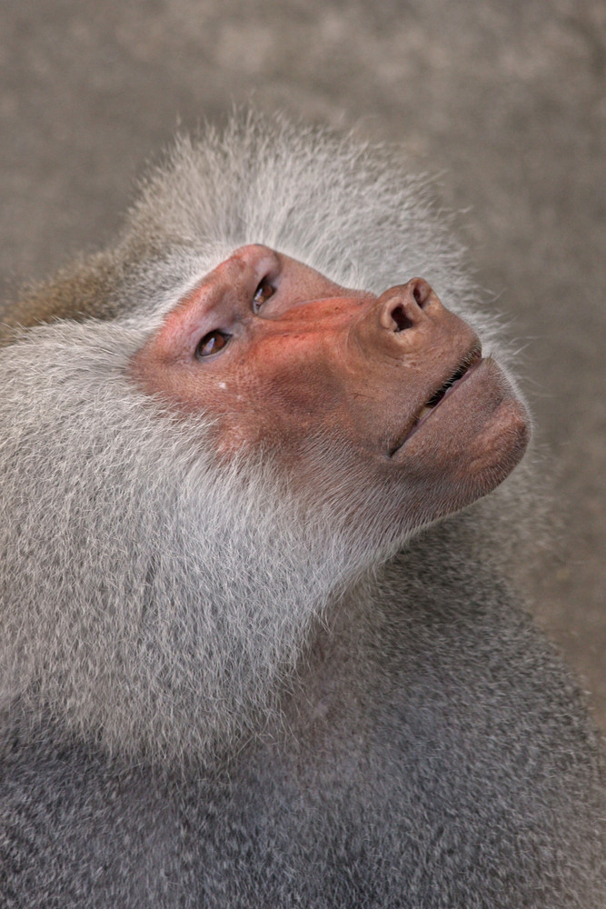 Tierische Neugier