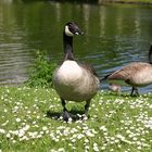 tierische Neugier der  Kanadagänse ...