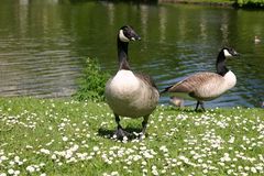 tierische Neugier der  Kanadagänse ...