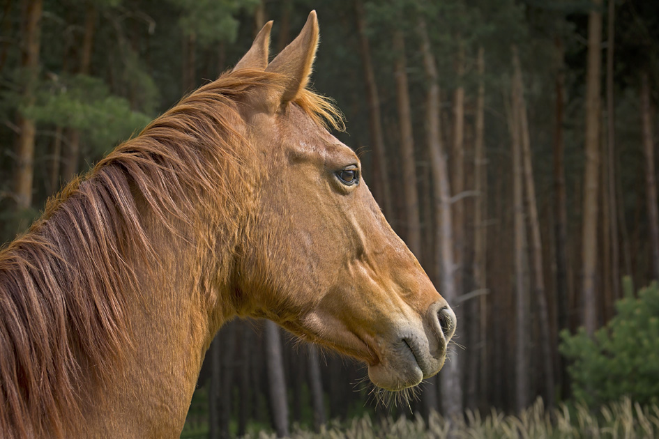 Tierische Schönheit