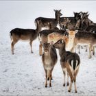 "Tierische Schutzgemeinschaft"