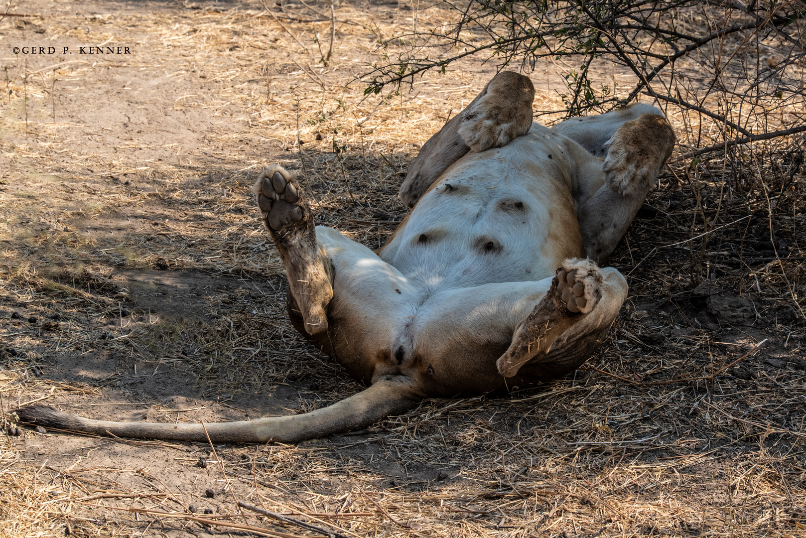 tierische Siesta