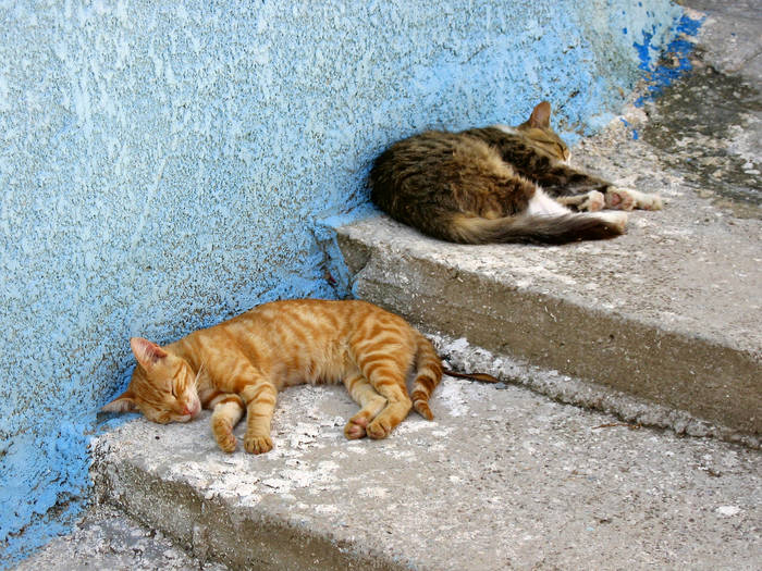 Tierische Siesta in Drakaioi/Samos