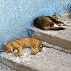 Tierische Siesta in Drakaioi/Samos