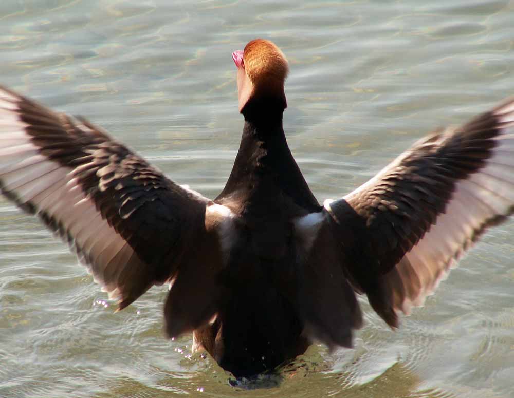 Tierische Sonnenanbeter