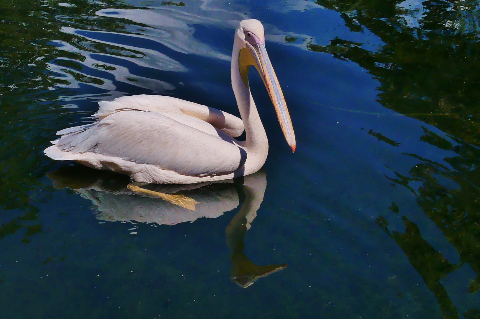 Tierische Spiegelung