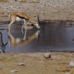 tierische Spiegelung