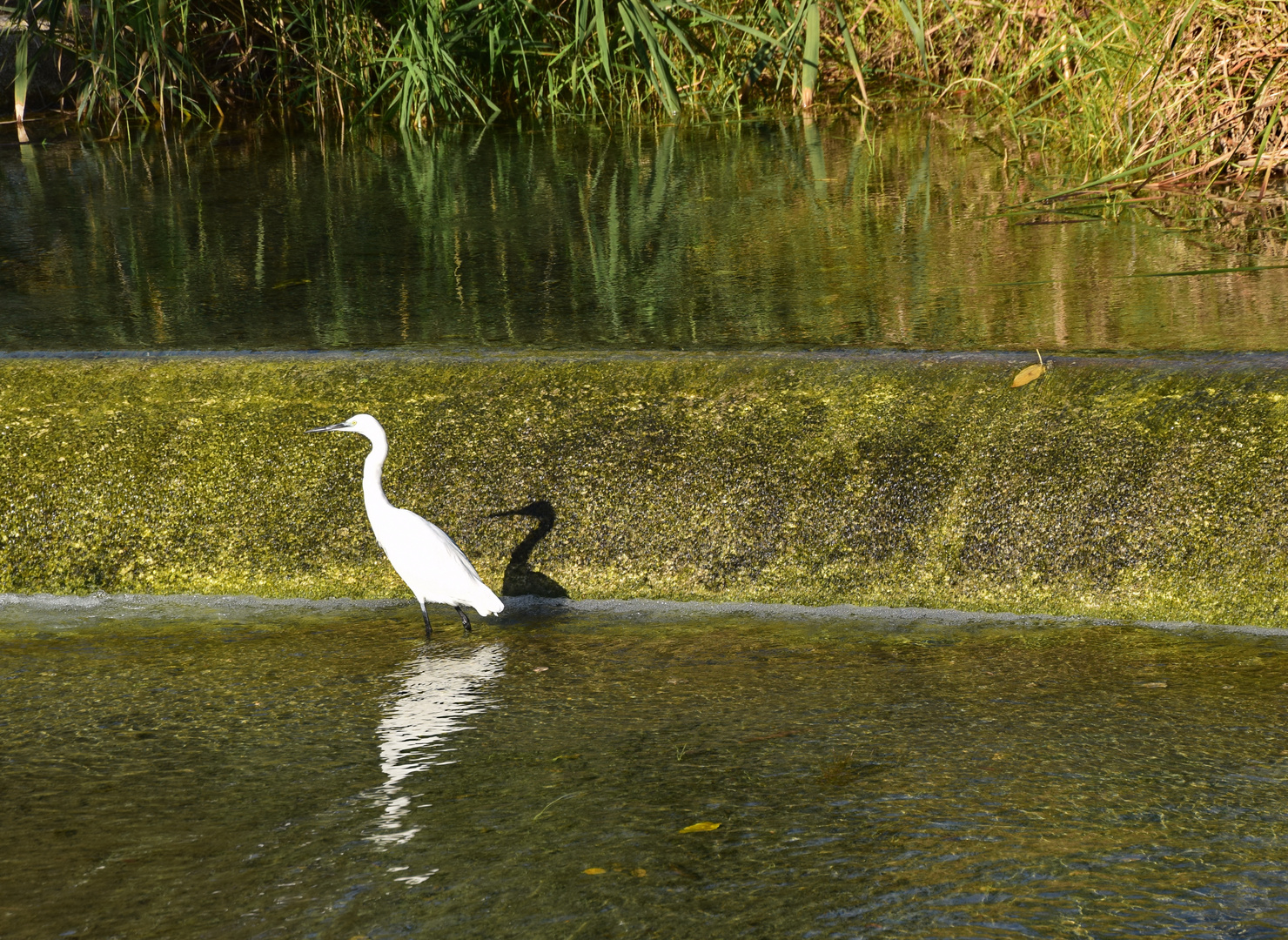 tierische Spiegelung mit Schatten