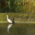 tierische Spiegelung mit Schatten