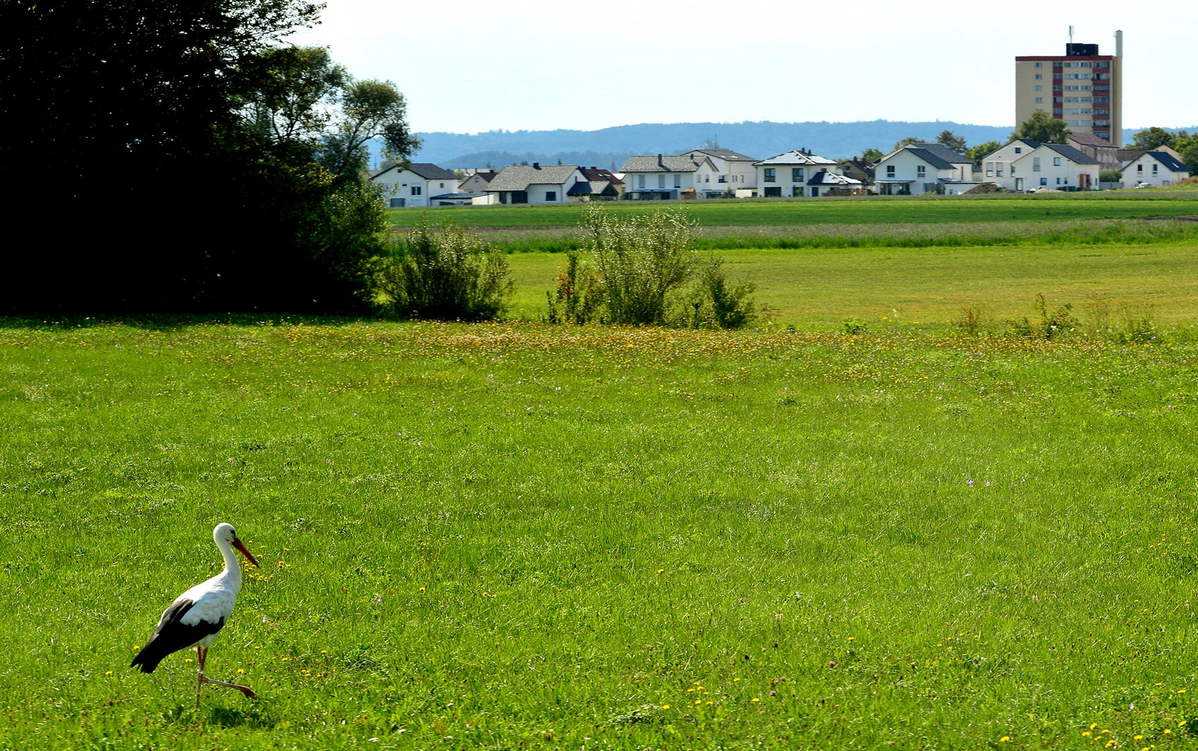 Tierische *Stadtbewohner* 