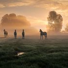 Tierische Stars im Morgenlicht