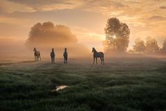 Tierische Stars im Morgenlicht