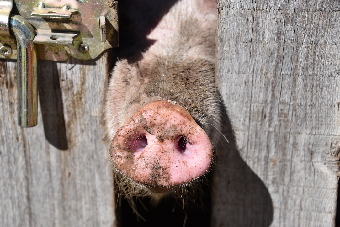 Tierische Steckdose