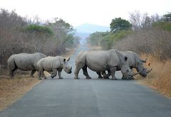 Tierische Straßensperre