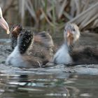 tierische Sünden