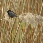 tierische Tour - diebischer Spatz