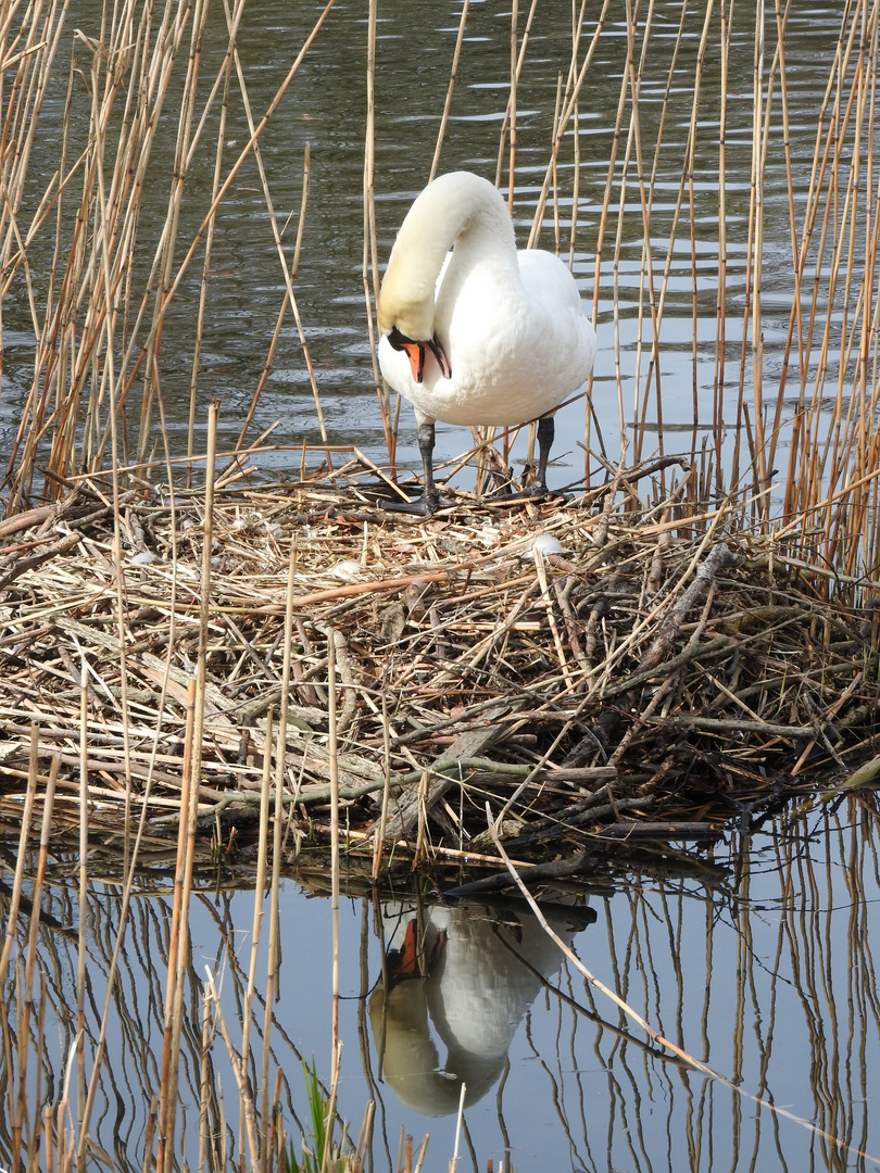 tierische Tour - Schwan