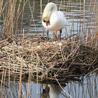 tierische Tour - Schwan