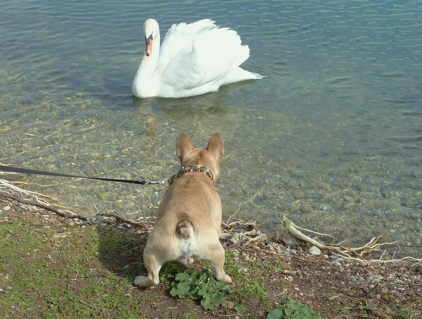 Tierische Unterhaltung