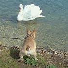 Tierische Unterhaltung