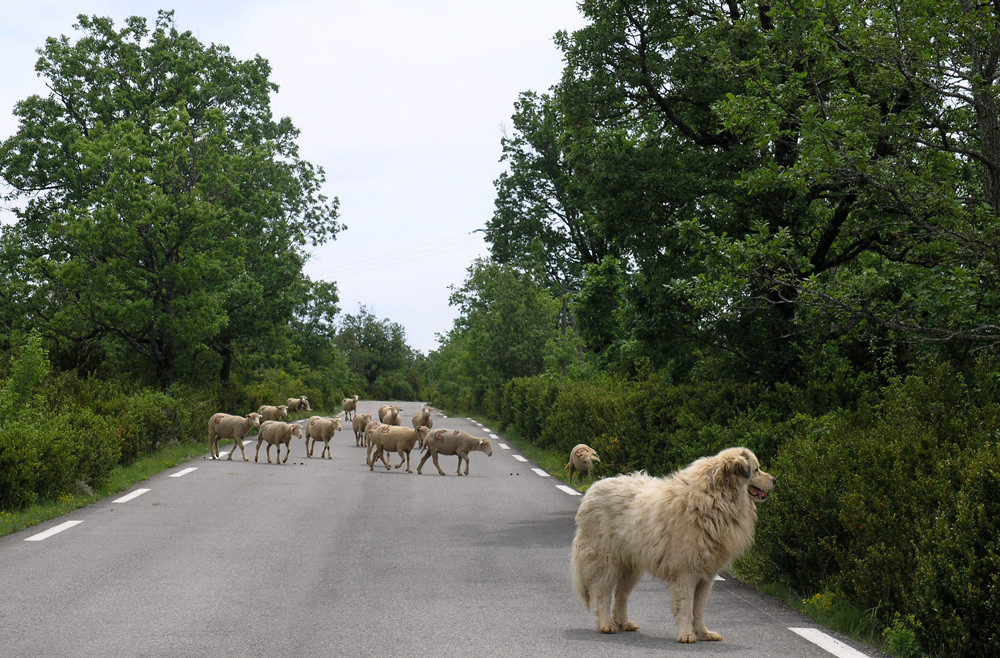 Tierische Verkehrsregelung in Südfrankreich