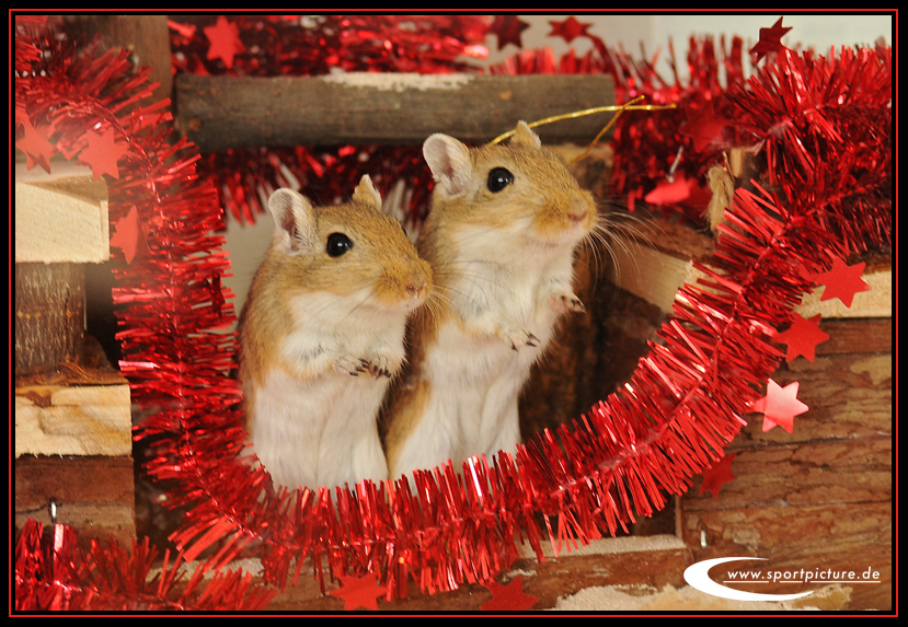 Tierische Weihnachten Foto & Bild gratulation und feiertage