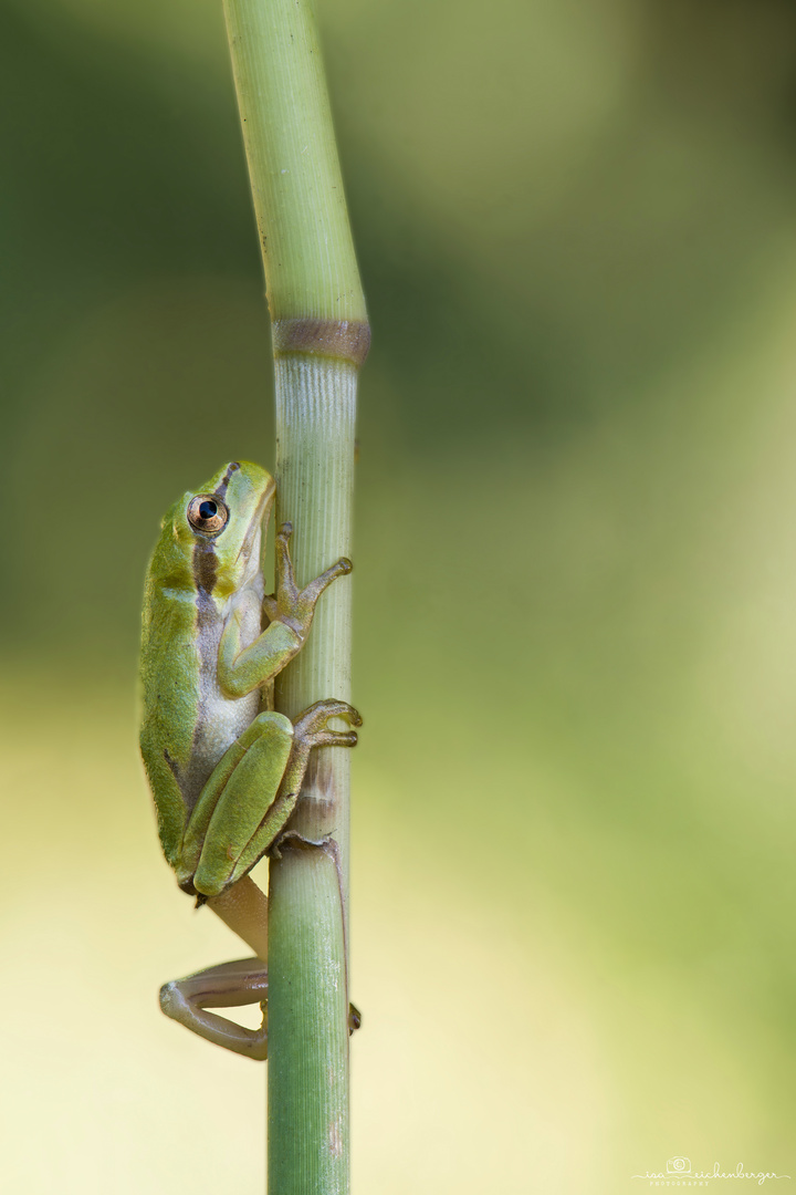 Tierische Wetterprognose