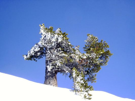 "Tierische" Zirbelkiefer