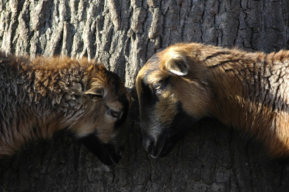 Tierische Zuneigung