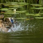 Tierischer Badespaß