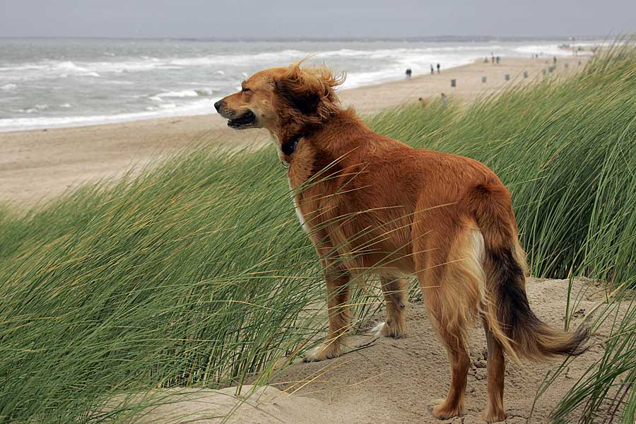 tierischer Baywatch ;-)