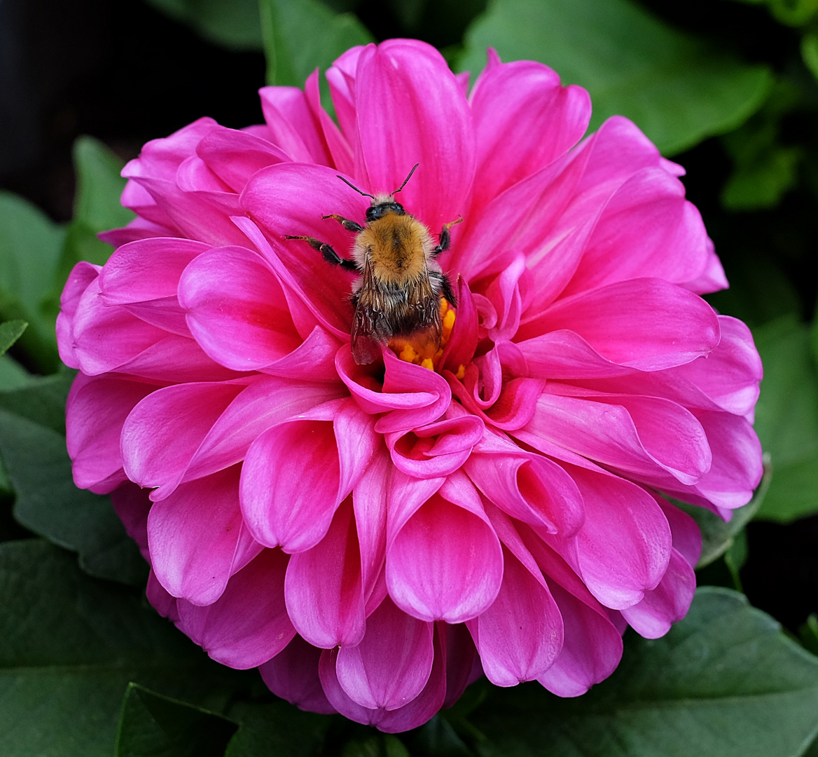 "Tierischer" Besuch auf der Dahlienblüte