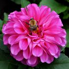 "Tierischer" Besuch auf der Dahlienblüte