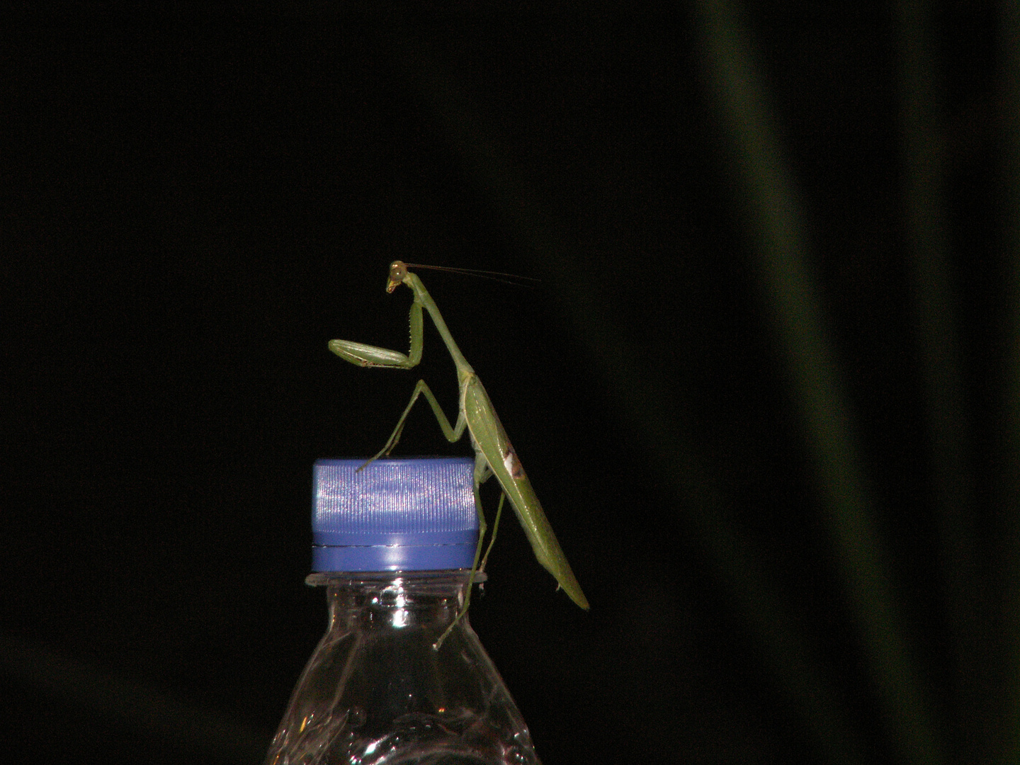 Tierischer Besuch